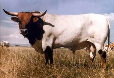 longhorn_champ bull.jpg